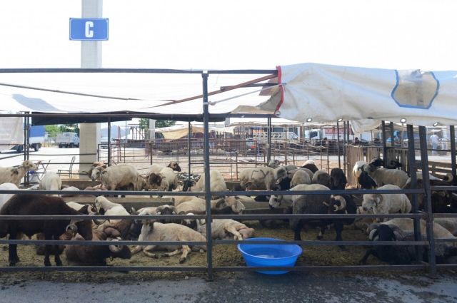 Kurbanlık Fiyatları Açıklandı! İşte 2025 Canlı Hayvan Kilo Fiyatları