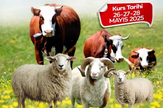 Malatya Büyükşehir Belediyesi Küçükbaş ve Büyükbaş Kurban Kesim Kursu Açıyor