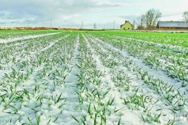 Rusya'da Don Zararı Geçen Yıla Göre Sekiz Kat Azaldı