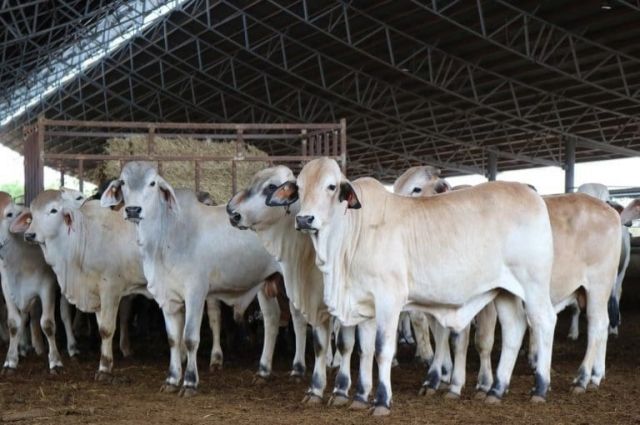 Sığır İthalat Kotasında 184 Bin Başlık Artış
