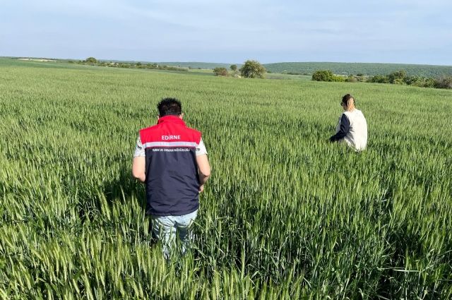 Süneyle Mücadele Başladı: Üreticilere 3 Gün İçinde İlaçlama Uyarısı