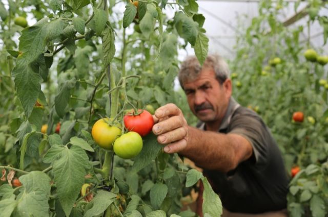 Üreticilere Yüzde 50 Hibeli Sera Desteği!