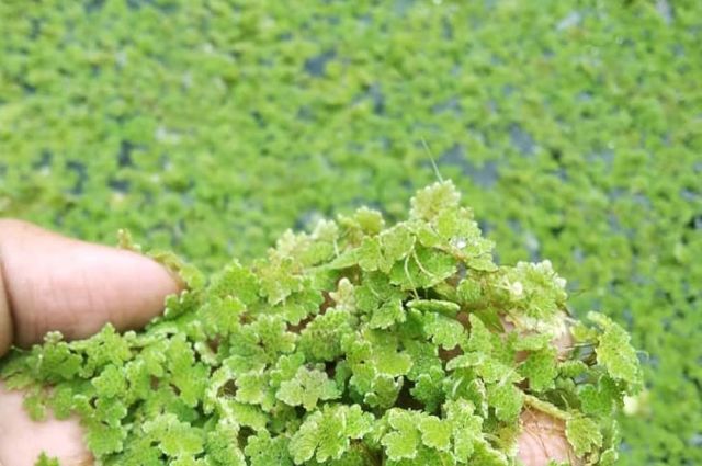 48 Saatte Servete Dönüşen Bitki: Azolla