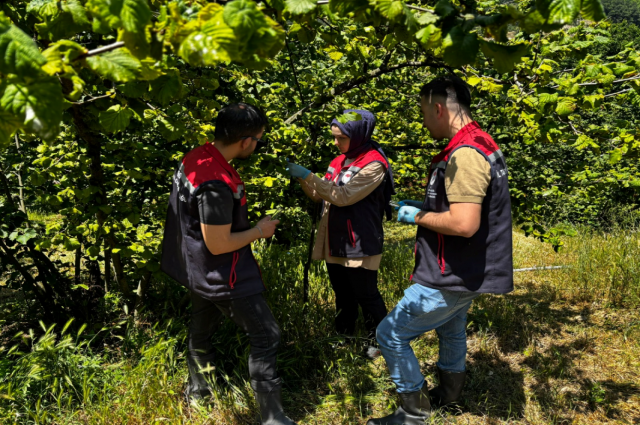 Bolu'da Kahverengi Kokarca'ya Karşı Samuray Arısı Salımı Gerçekleştirildi