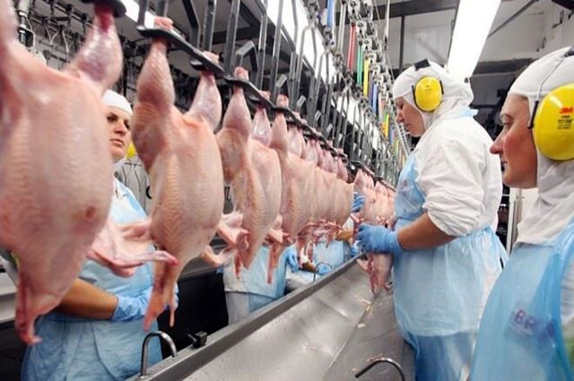 Brezilya'da Kuş Gribi Sonrası Tavuk Eti Fiyatları Çakıldı! %9,6 Düşüş Yaşandı