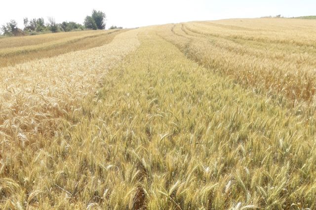Buğday Üreticileri Kara Kara Düşünüyor: Destekleme Modeli Değişti, Verim Düşüşü Kapıda mı?