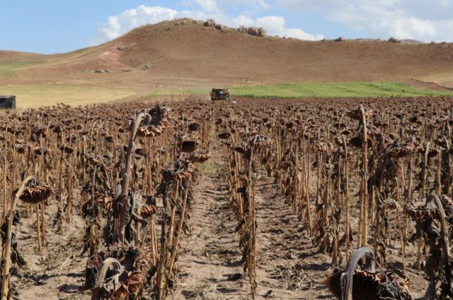 Çiftçiye 8,1 Milyar Liralık Destekleme Ödemesi Bugün Başladı