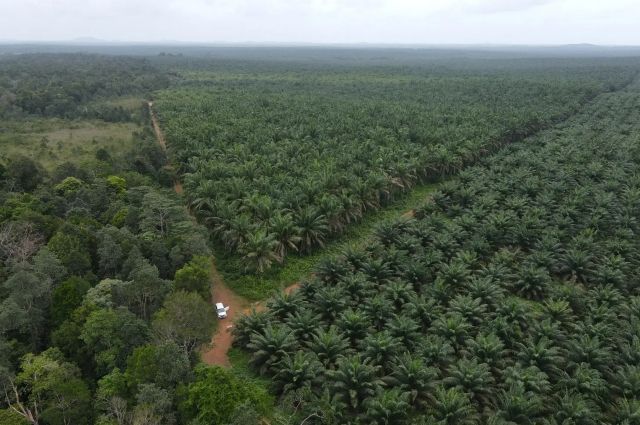 Dünya Bitkisel Yağ Arzının %40’ını Karşılayan Palm Yağında Sürdürülebilir Üretim Artıyor