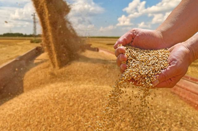 İran’da Buğday Alımları 3.8 Milyon Tonu Aştı