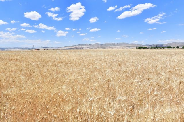 Mercimek ve Buğday Fiyatları Yükselişte