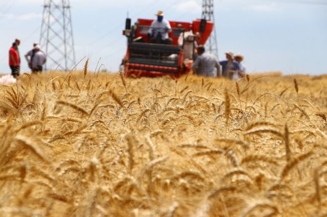 Rus Buğdayı Batı Afrika Yolunda: İhracatta Yüzde 38’lik Artış