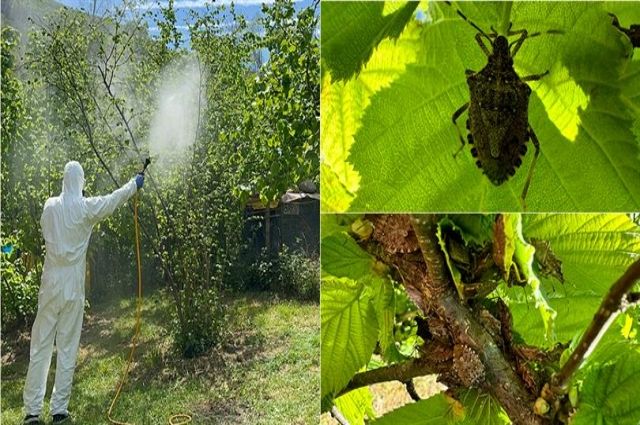 Samsun’da Fındık Üreticileri İçin Kahverengi Kokarca Uyarısı
