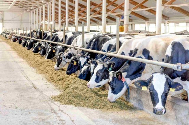 Süt Üreticisine Büyük Şok: Ödemeler Yapılmıyor!