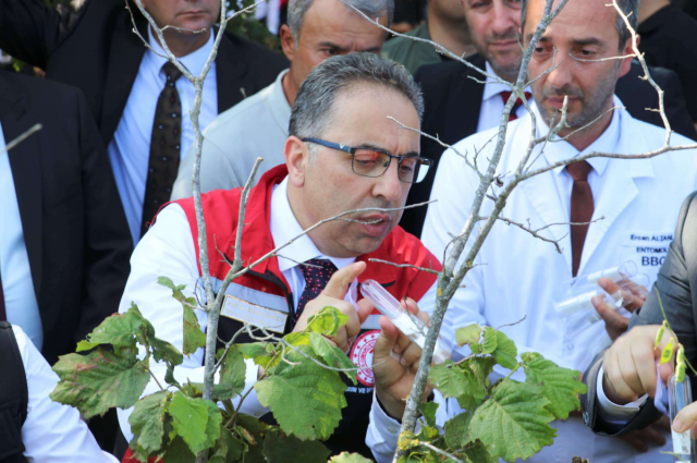 Tarım Bakan Yardımcısı Gümen Samsun'da: "Kahverengi Kokarca ile Mücadele Önceliğimiz"