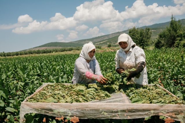 Türk Tütün Sektörü 7 Yıl Sonra Yeniden 1 Milyar Dolar Barajını Aştı