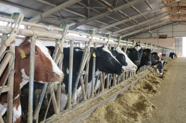 Çiftçiye 344 Milyon TL Destek: Ödemeler Bugün Başladı