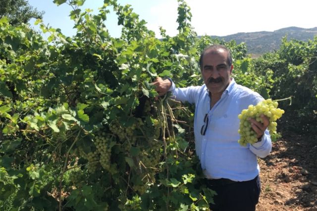 Ege'den Superior Seedless Üzüm İhracatı Başladı: Hedef 10 Milyon Doları Aşmak
