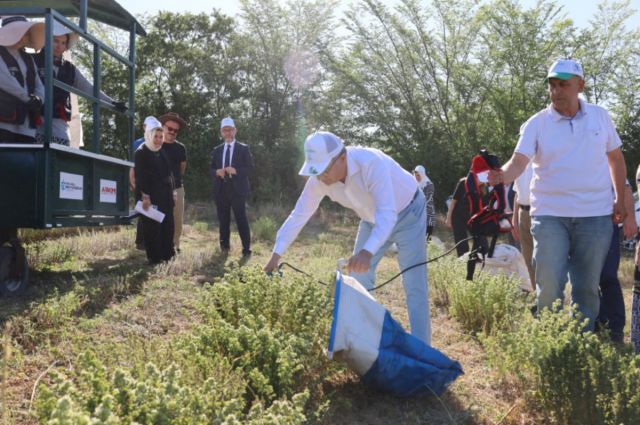 Kocaeli'de Kekik Hasadı Başladı