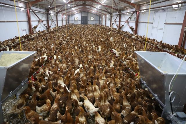 TÜİK Verileri: Mayıs 2025'te Tavuk Eti Üretimi Arttı, Yumurta Üretimi Azaldı