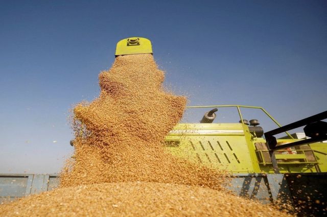 Ürdün'den Yeni Buğday ve Arpa İhalesi: Toplam 240 Bin Ton Aranıyor