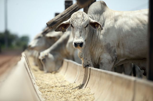 ABD’nin Gümrük Vergisi Kararı Brezilyalı Et Üreticilerine 1 Milyar Dolara Mal Olabilir