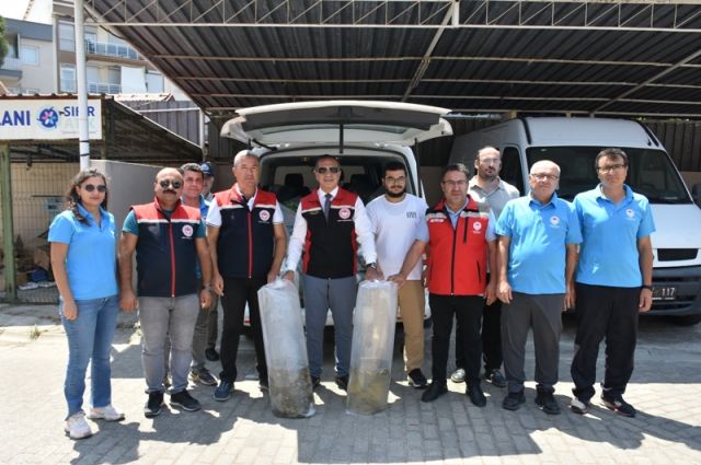 Aydın'da 10 Su Kaynağına 753 Bin Yavru Sazan Bırakıldı
