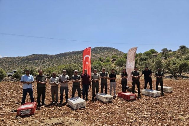 Biyolojik Mücadele İçin Doğaya 300 Kınalı Keklik Salındı