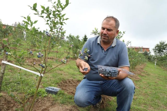 Bu Meyve Altın Değerinde: Kilogramı 500 TL'den Başlıyor