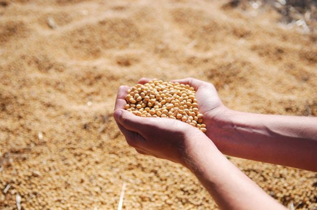 Bunge, Arjantin Soya Küspesi Sevkiyatını Çin’den Singapur’a Yönlendirdi