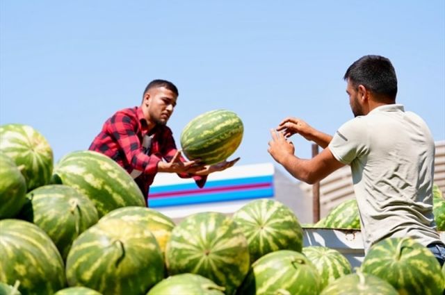 Denizli Büyükşehir Belediyesi'nden Karpuz Üreticisine Büyük Destek