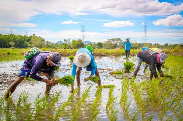 Filipinler'den 60 Günlük Pirinç İthalatı Yasağı