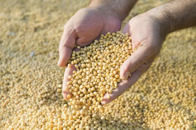 İkinci Ürün Soya Üretimi Destek Kapsamına Alındı