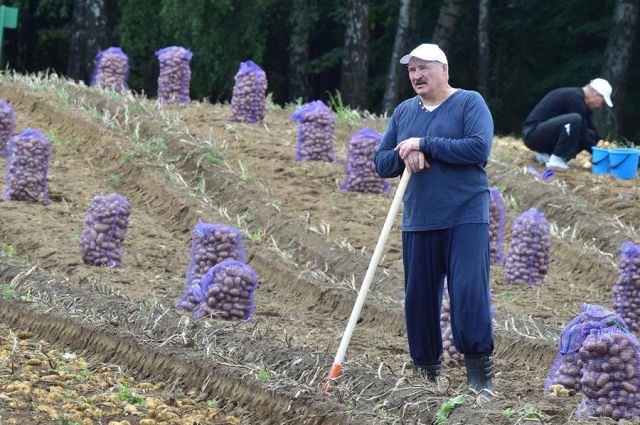 Lukaşenko, Şanghay Zirvesi için Yerli Patates Hediye Edecek