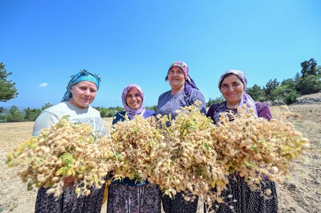 Mersin Büyükşehir’den Gülnar’da Ata Nohut Desteği