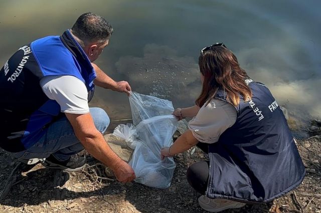 Ordu'daki Göletlere 95 Binden Fazla Sazan Yavrusu Bırakıldı