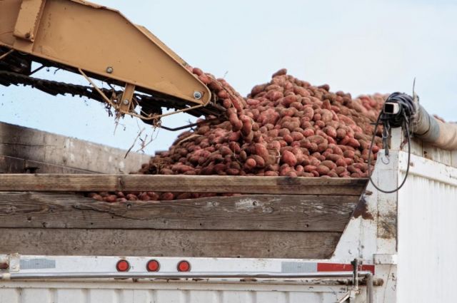 Rusya’da Patates Üretimi 2025’te 8 Milyon Tonu Bulabilir