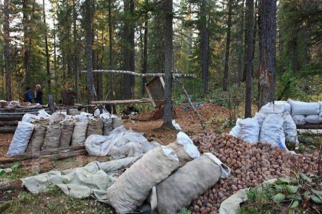 Rusya’dan Çam Fıstığı İhracatına %50 Gümrük Vergisi