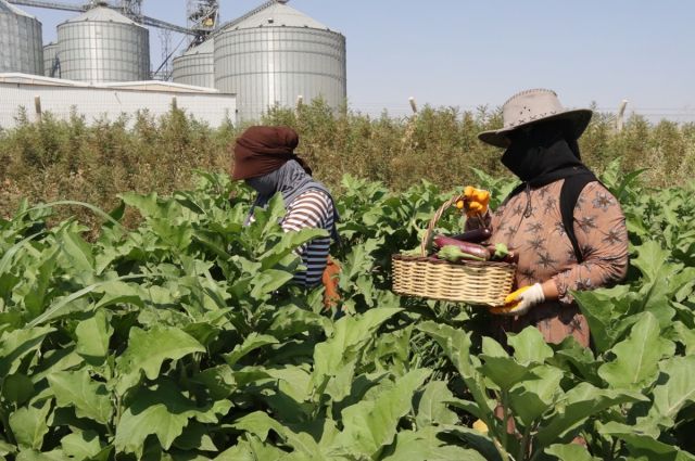 Şanlıurfa'da Ata Tohumlarıyla Üretim: Yerel Miras Geri Dönüyor