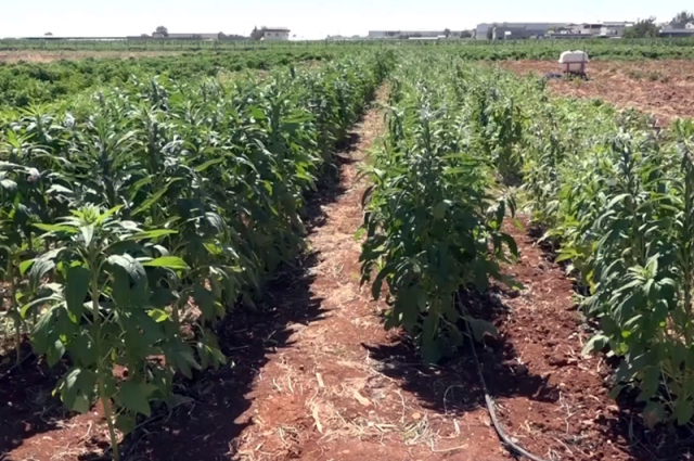 Şanlıurfa'da Unutulmaya Yüz Tutmuş Urfa Susamı Yeniden Canlanıyor