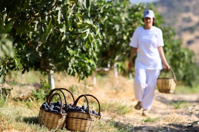 Siyah Orak İnciri, Türkiye'ye 300 Milyon Dolar Kazandıracak