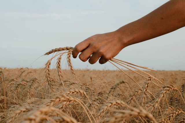 ABD ve Avrupa Piyasalarında Buğday, Mısır ve Soya Fiyatları Düştü