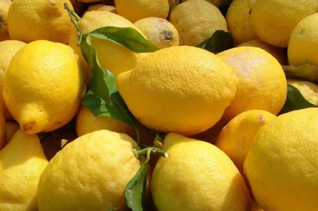 ABD’li bilim insanları turunçgil ihracatını kolaylaştıracak buluşa imza attı