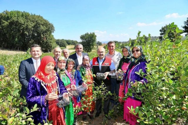 Balya’da Aronya Hasadı Başladı: Bölge Ekonomisine Katma Değer Sağlıyor
