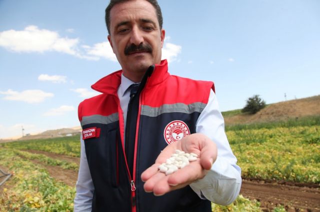 Bitlis Türkiye’de fasulye üretiminde 4’üncü, tohumlukta 1’inci