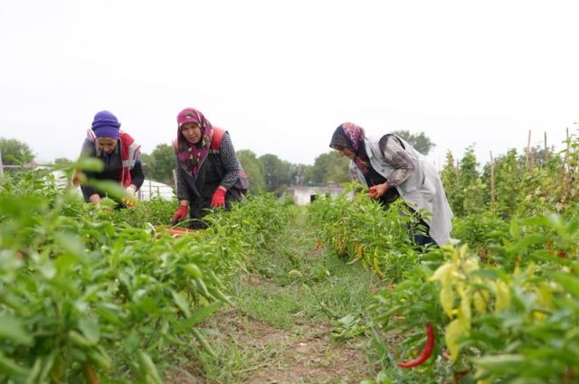 Düzce Belediyesi ata tohumu projesinde ilk hasadı yaptı