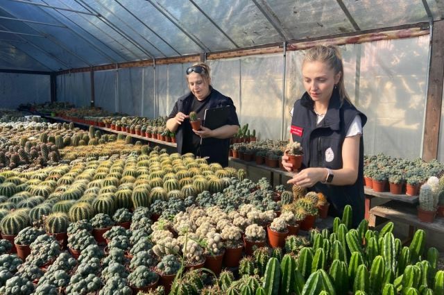 Giresun Tarım Müdürlüğü Bulancak’ta Süs Bitkisi Seralarını Denetledi