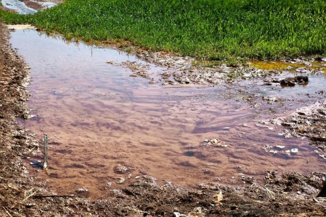 Güneydoğu'da İklim Krizinin Bedeli: İzinsiz Mısır Ekimleri Enerji Sistemini Çökertiyor