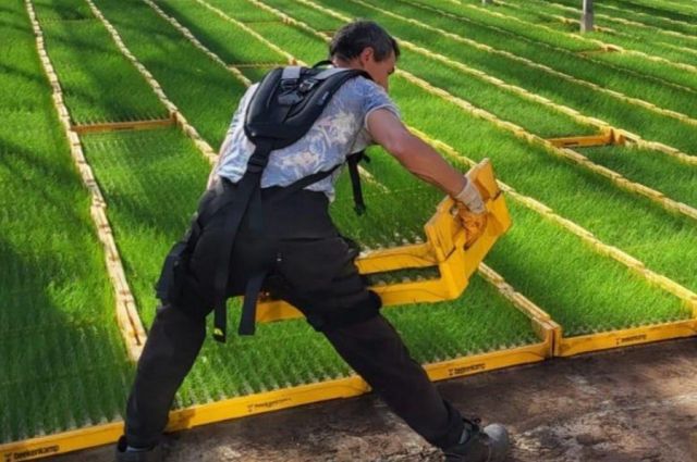 Hollanda’da Seracılıkta Ergonomik Destek: Exoskeleton Pilot Projesi Başladı