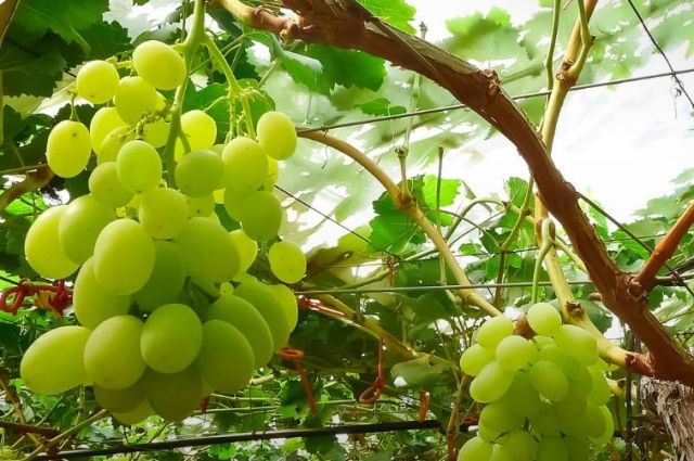 İsrail’de Yeni Xylella fastidiosa Taşıyıcısı M. impictifrons Belirlendi