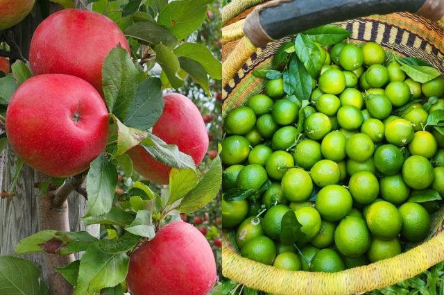 Limon ve Elma İhracatına Fiyat Ayarı Geldi